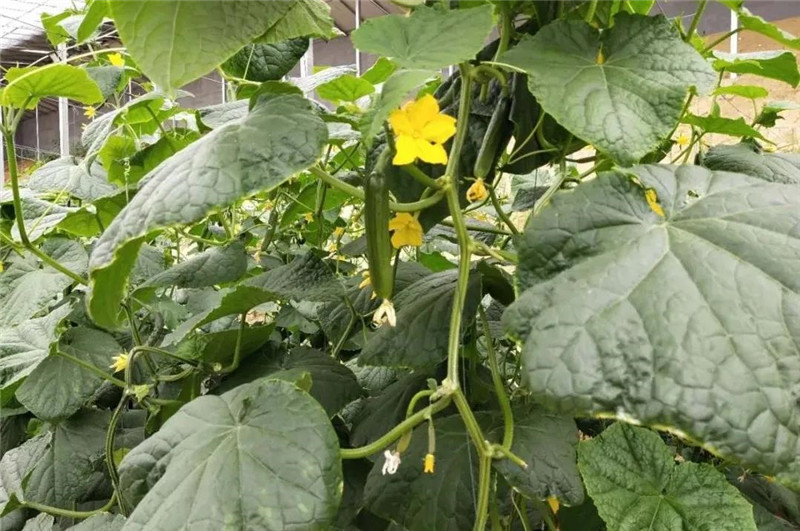 &#27431;&#23453;&#32593;&#39029;&#29256;&#30331;&#24405;&#20837;&#21475;&#45;&#27431;&#23453;&#111;&#110;&#108;&#105;&#110;&#101;&#40;&#20013;&#22269;&#41;